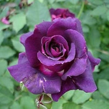 Radiant Purple Rosa Veronia Missurica Seeds for seasonal color across the home garden flower bed