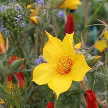Mentzelia Lindleys Blazing Star Seeds grown for striking Yellow Flowers