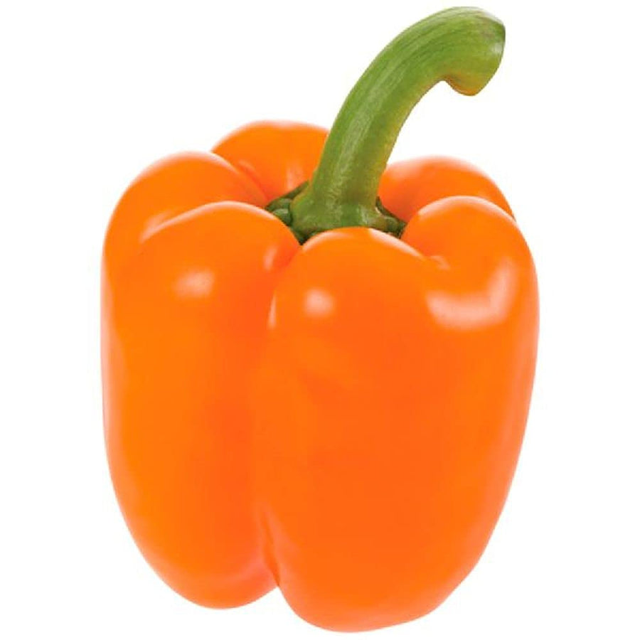 Organic Orange Bell Pepper seeds (Capsicum annuum) for vibrant garden planting