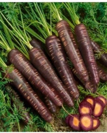 Black carrot seeds – Daucus carota – for planting in health-focused garden