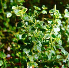 Lemon Thyme Herb Seeds for growers planting the Kitchen Gardens