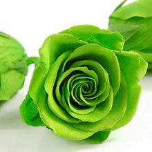 Green Rose Seeds (Rosa chinensis) for seasonal color across the Flower Bed & Urban Garden