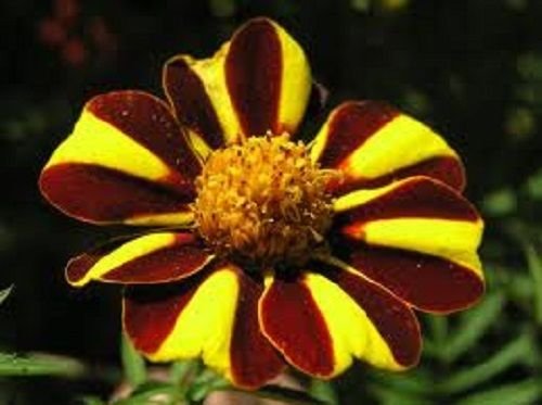 Heirloom Harlequin Marigold Seeds â€“ Colorful Heritage Variety with Striped Blooms