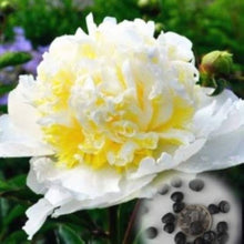 Peony Paeonia Lactiflora Green Flower Seeds for Planting – Suitable for Home Garden Borders and Unique Displays