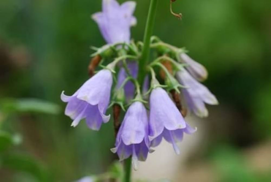 Adenophora Triphylla Japanese Lady Bells Seeds for reliable seasonal color