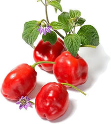 Manzano Chilli Pepper Seeds (Capsicum pubescens) for productive rows in the Vegetable Patch