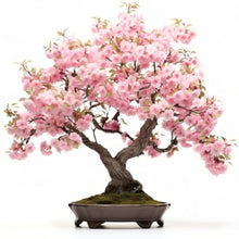 Sakura Prunus Serrulata Mini Pink Bonsai Seeds for long-term planting in the Indoor Decorative Pots