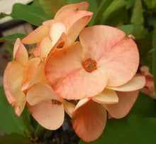 Gibraltar Seeds for a lasting display in the flower beds and container gardens