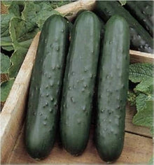 Pointsett Cucumber Seeds for home growers seeking a reliable harvest