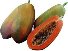 Impatiens Sun and Shade Papaya Seeds known for tropical Hued Flowers