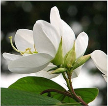 Plant Seeds (Bauhinia acuminata) for a lasting addition to the landscape