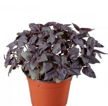Purple Basil Plants for cooks growing their own fresh herbs
