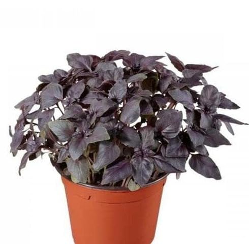 Purple Basil Plants for cooks growing their own fresh herbs
