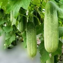 Thai Cucumber Seeds (Cucumis sativus) for growers stocking the Urban Vegetable Patch