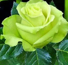 Green Rose Seeds for gardeners building out beds and borders
