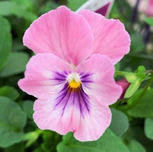 Pansy Rose Pink Seeds for growers filling out the Home Garden Flower Beds Pots