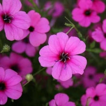 Rose Engel flower seeds producing elegant blooms with layered petals in soft pink shades, resembling miniature roses