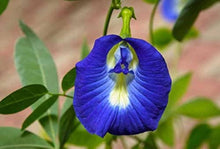 Clitoria Ternatea Seeds grown for beautiful Vines