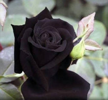 Black Rose Seeds for a lasting display in the Dark, Elegant Garden Blooms