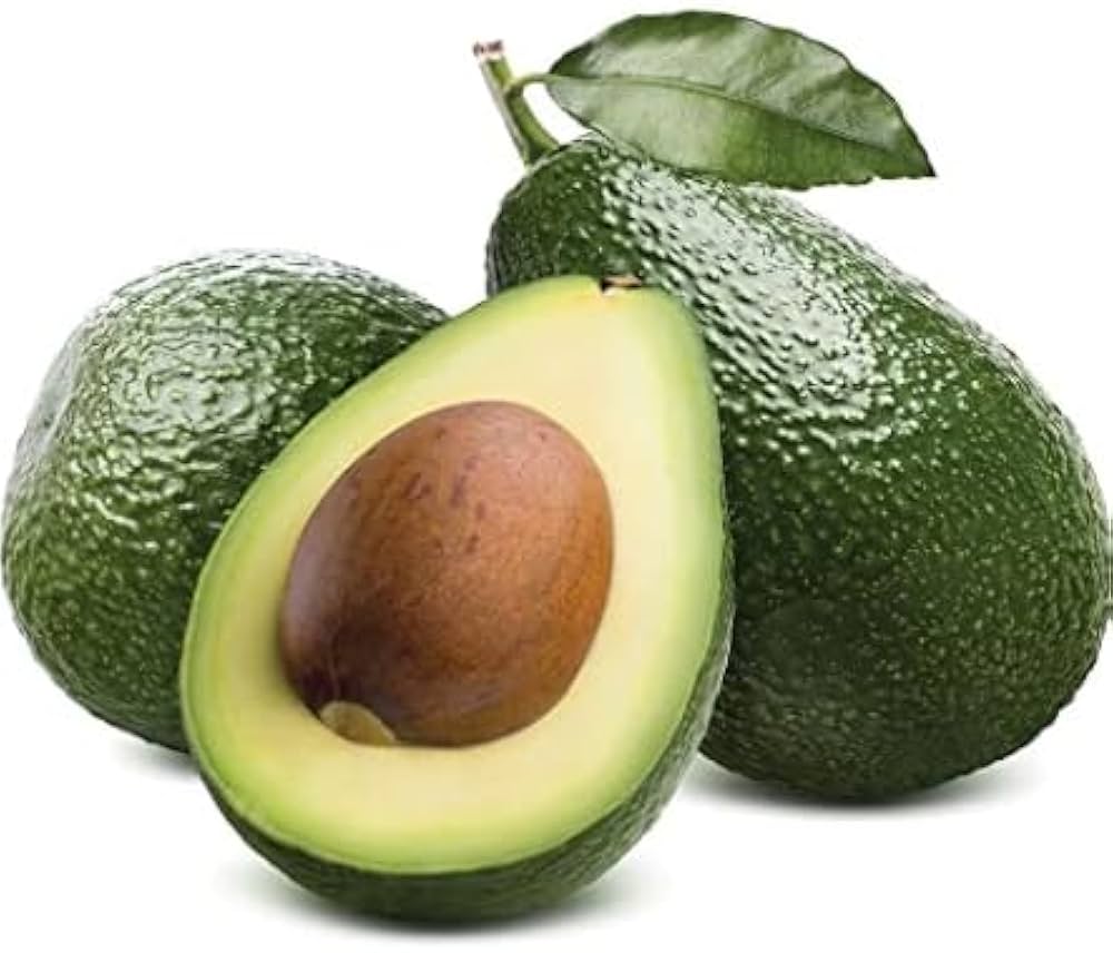 Velvet Green avocado (Persea americana) for planting in home fruit garden