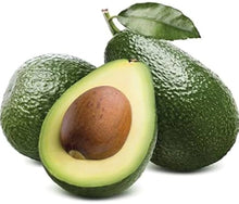 Velvet Green avocado (Persea americana) for planting in home fruit garden