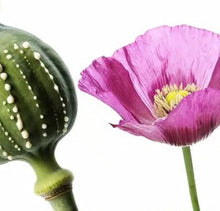 Mohnblumensamen Seeds (Papaver somniferum) for seasonal color across the Wildflower Bed