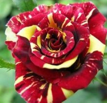 Fresh Osiria Rose Seeds for a lasting display in the Dark Orange Garden