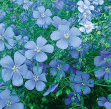Flax flowers (Linum usitatissimum) for planting in spring and autumn garden