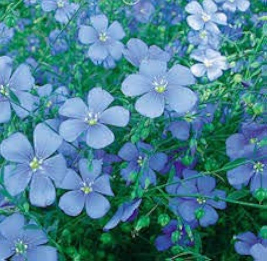 Flax flowers (Linum usitatissimum) for planting in spring and autumn garden