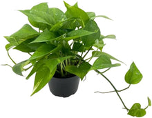 Epipremnum Aureum Plants prized for indoor Greenery