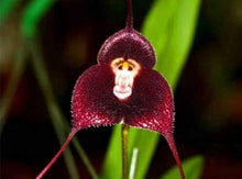 Monkey Face Orchid Seeds (Psychopsis spp.) for colorful blooms in the Orchid Garden