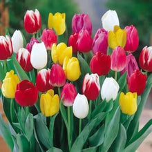 Tulip Tulipa Gesneriana Double Seeds for growers establishing the Indoor Pots | Pcs