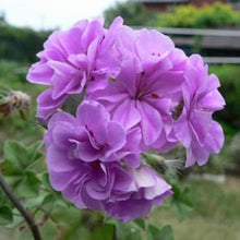 Geranium Pelargonium spp. Seeds for planting in flower bed