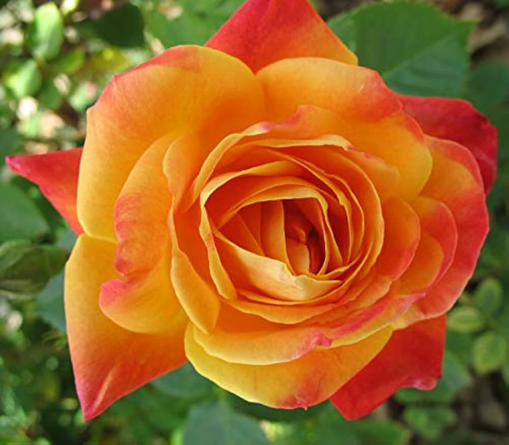 Snow Rose Flower ��������� Rosa spp. ��������� for planting in orange garden