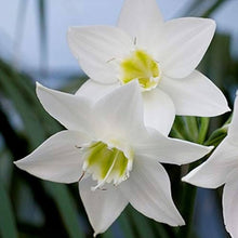 Lily Bulbs Lilium for Planting in Flower Bed & Garden Seeds for colorful blooms in the Flower Bed & Garden
