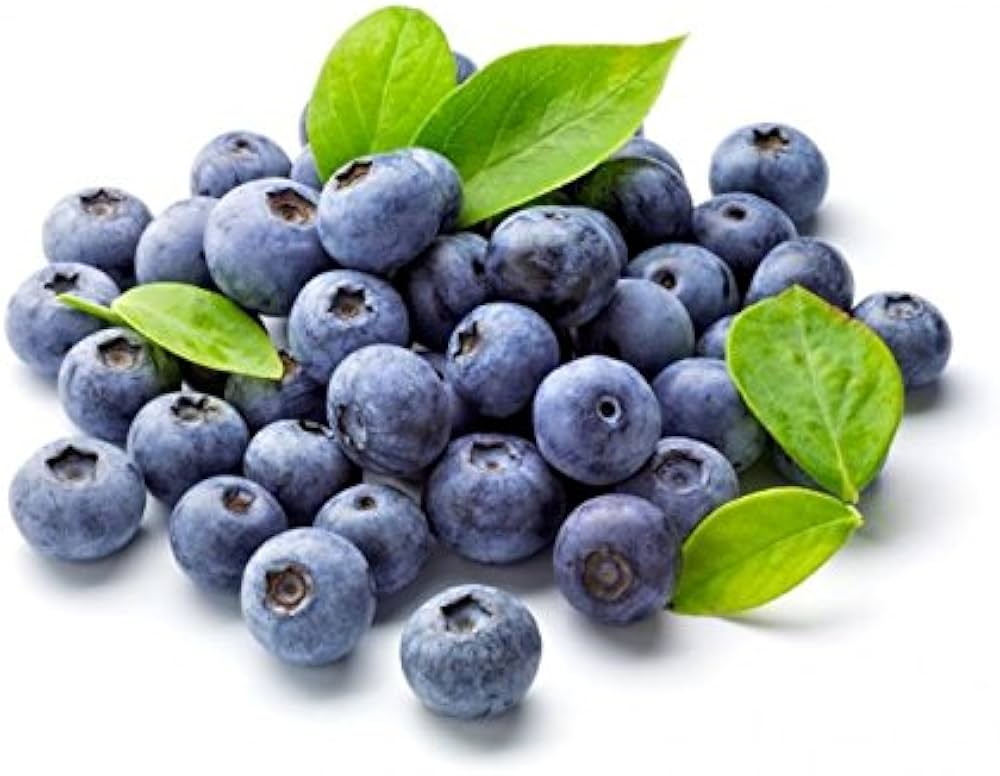 Blueberry Vaccinium corymbosum for planting in home orchard