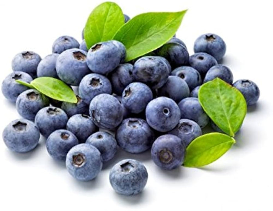 Blueberry Vaccinium corymbosum for planting in home orchard
