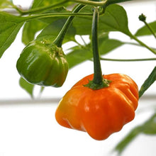 Chile Pepper Seeds (Capsicum chinense) for a reliable harvest in the MRM x 7 Pot Brown in Backyard Garden