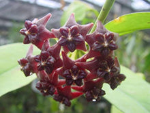 Hoya Carnosa Flower ��������� Hoya carnosa ��������� for planting in red purple garden
