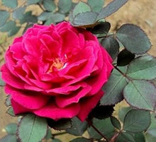 Mini Rose Seeds for a colorful addition to any planting