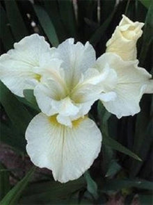 Iris Iris Siberica White Seeds for a bright addition to the Moist Garden Naturalistic Landscaping