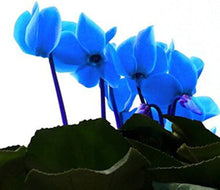 Cyclamen Cyclamen Persicum Blue Flower Seeds for Planting – Unique Variety for Shaded Pots and Indoor Decoration