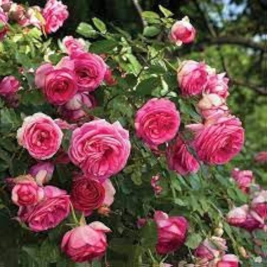 Rose Rosa hybrida flower seeds for planting in garden beds - for planting in home garden