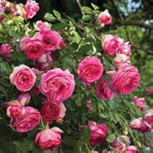 Rose Seeds for colorful blooms in the Light Pink Garden
