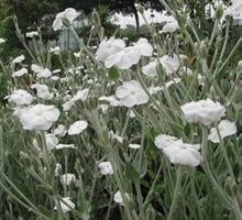 Alba Lychnis Coronaria for planting