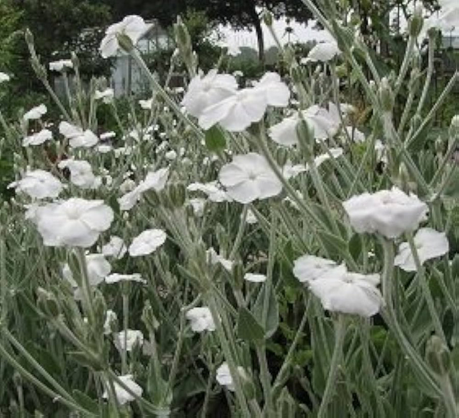Alba Lychnis Coronaria for planting