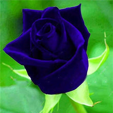 Rose Tree Seeds for a lasting addition to the landscape