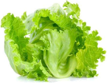 Cimarron Lettuce Seeds (Lactuca sativa) for growers stocking the Garden Rows or Raised Beds
