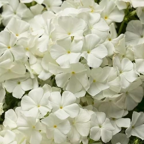 Garden Phlox Seeds (Phlox paniculata) for colorful blooms in the backyard flower beds