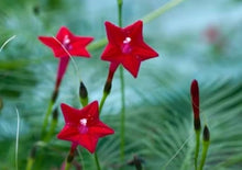 Cypress Vine Flower Climbing Plants for fast cover along a fence or wall